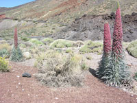 tenerife